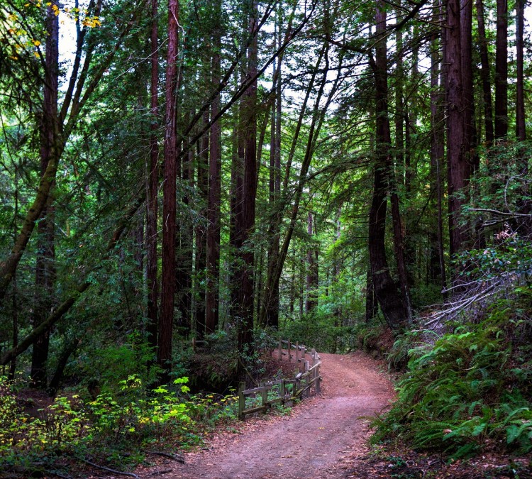 Huddart Park (Redwood&nbspCity,&nbspCA)